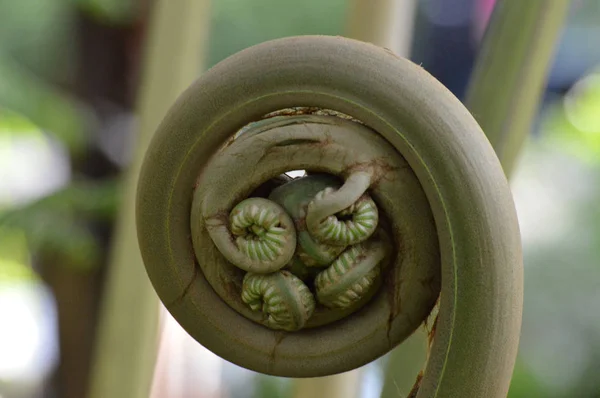 화분 Fiddlehead — 스톡 사진