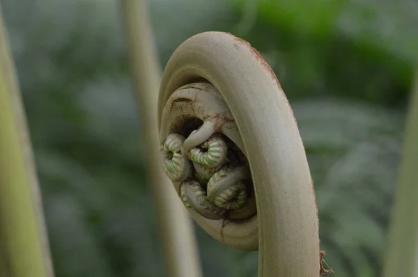 Μια Fiddlehead φτέρη — Φωτογραφία Αρχείου