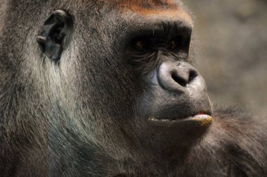 Bir goril yüzü