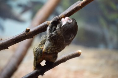 Bebek Emperor Tamarin
