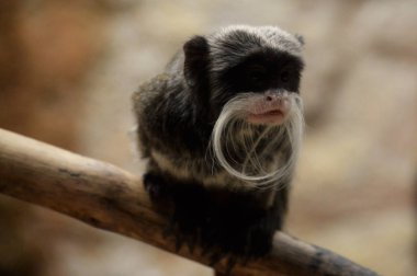 Emperor Tamarin