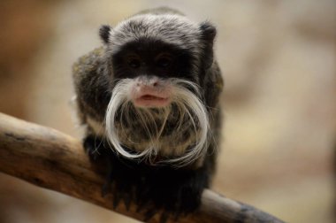 Emperor Tamarin
