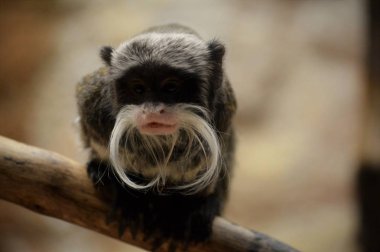 Emperor Tamarin