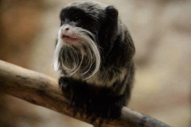 Emperor Tamarin