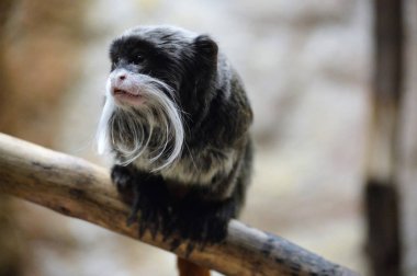 Emperor Tamarin
