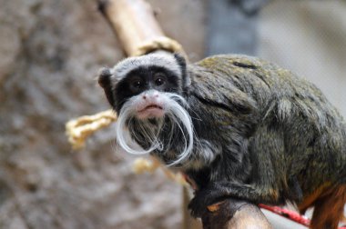 Emperor Tamarin