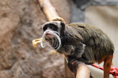 Emperor Tamarin