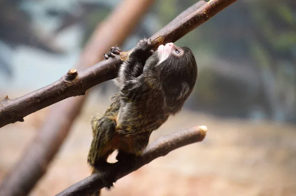 Baby Emperor Tamarin — Stock Photo, Image