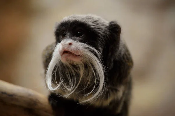 Un emperador Tamarin — Foto de Stock