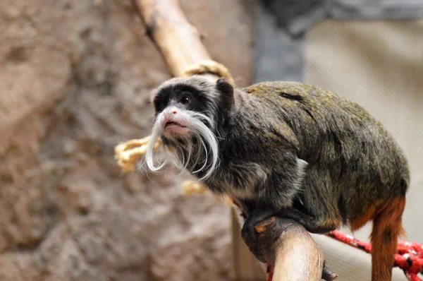 Um Imperador Tamarin — Fotografia de Stock