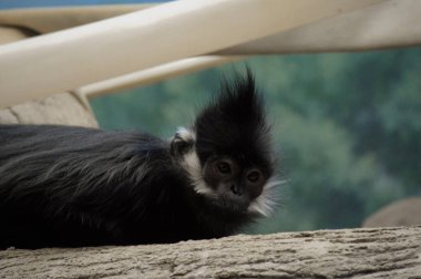 Francois Langur maymun