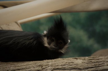 Francois Langur maymun