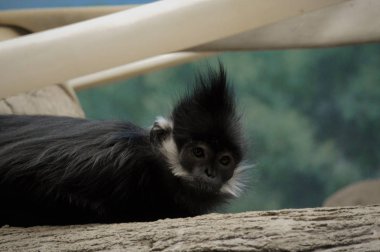 Francois Langur maymun