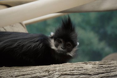 Francois Langur maymun