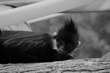 Francois Langur maymun