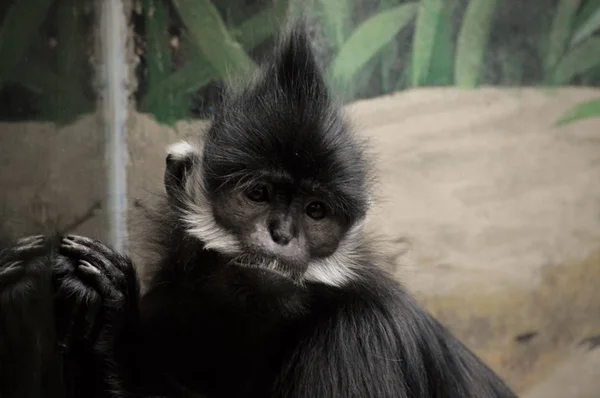 Francois Langur Singe — Photo