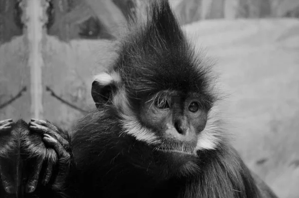 Französischer Langur-Affe — Stockfoto