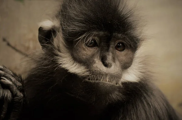 Francois Langur aap — Stockfoto