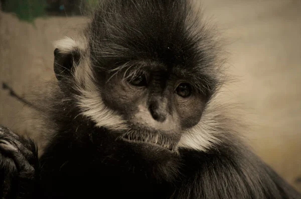 Francois Langur aap — Stockfoto