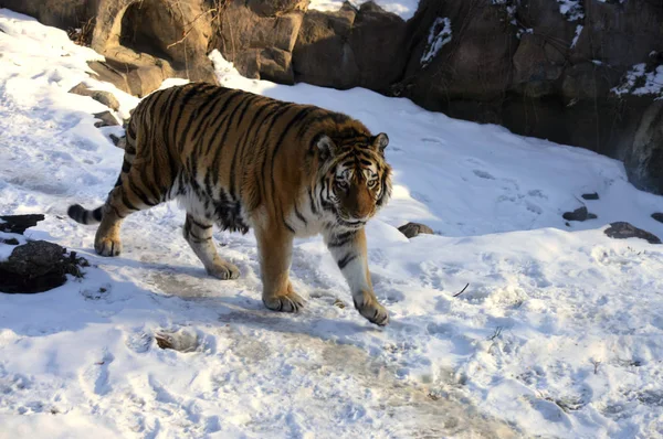 Tiger im Schnee — Stockfoto