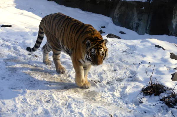 Тигр на снігу — стокове фото