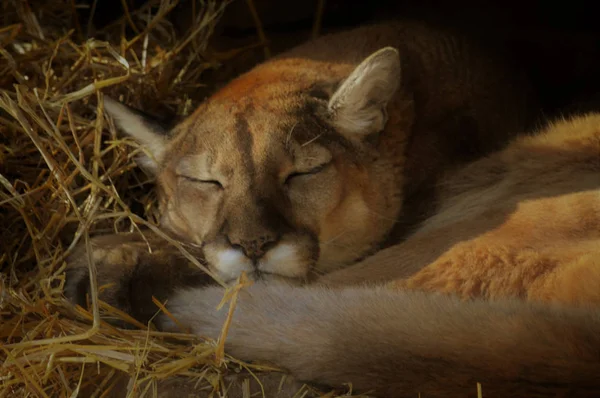 Een slapende Puma — Stockfoto