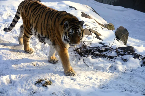 Τίγρης στο χιόνι — Φωτογραφία Αρχείου