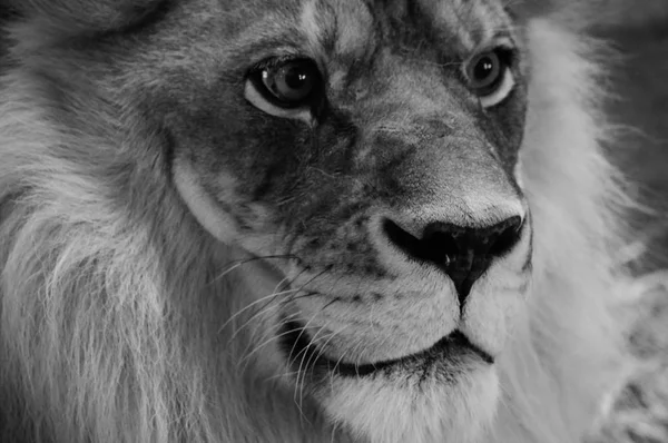 A Male Lion — Stock Photo, Image