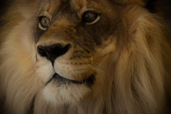 Ένα αρσενικό λιοντάρι — Φωτογραφία Αρχείου
