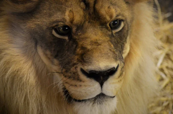 Een mannelijke leeuw — Stockfoto