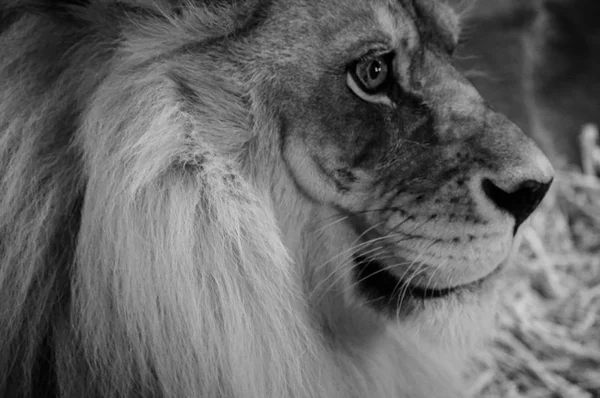 Un león macho — Foto de Stock