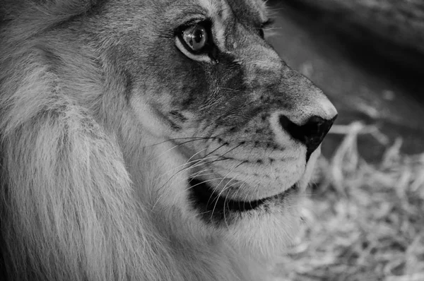 Un lion mâle — Photo