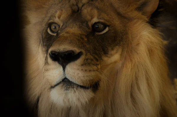 Ένα αρσενικό λιοντάρι — Φωτογραφία Αρχείου
