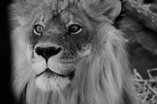 Een mannelijke leeuw — Stockfoto