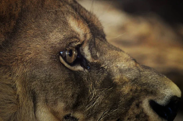 Μάτι από ένα αρσενικό λιοντάρι — Φωτογραφία Αρχείου