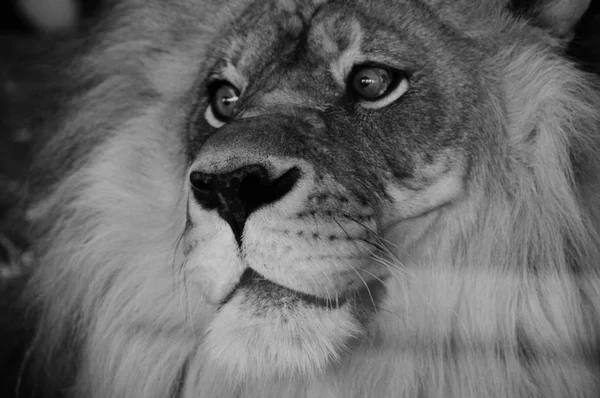 Un lion mâle — Photo