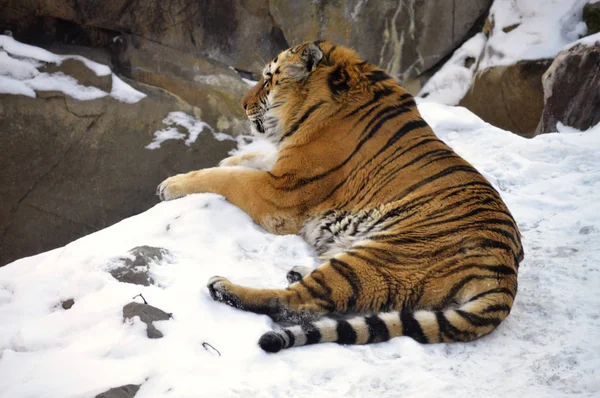 Tigre na neve — Fotografia de Stock