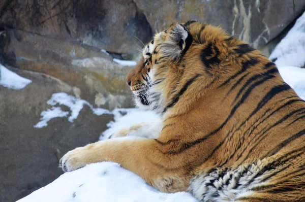 Tigre na neve — Fotografia de Stock