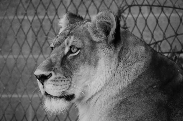 A Female Lion — Stock Photo, Image