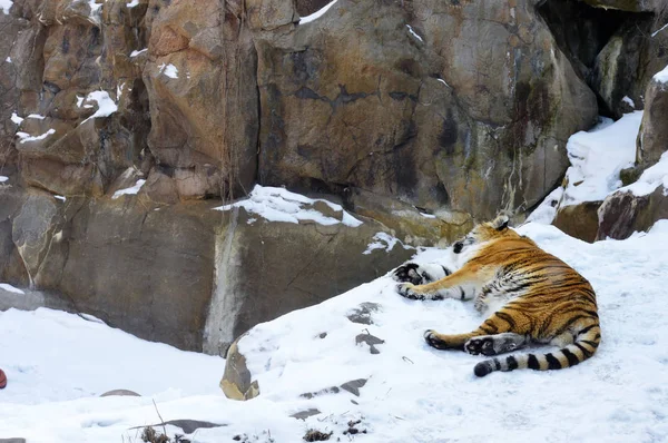 雪地里的老虎 — 图库照片