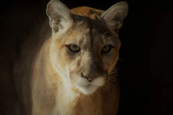 Close-up van een puma — Stockfoto