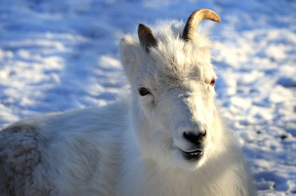 Close up of a Dall Sheep — Stock Photo, Image