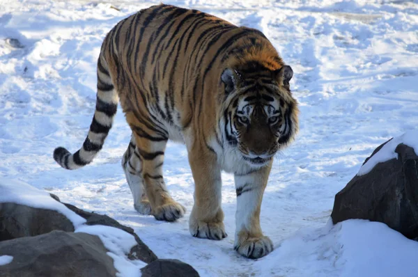 Tiger in the Snow Stock Picture