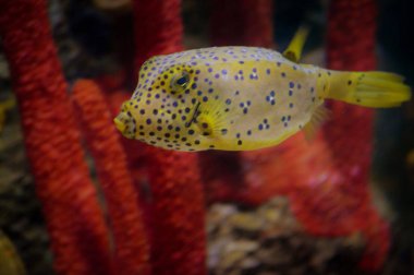 Kutu balık Yüzme bir su tankında