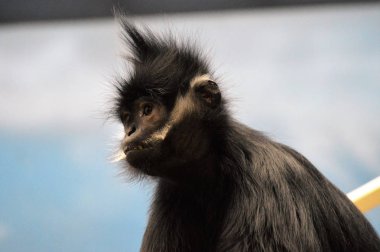 Francois Langur maymun