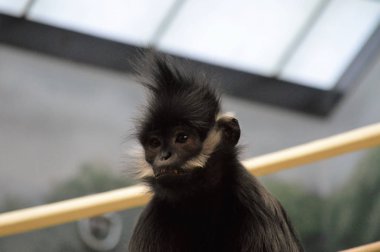 Francois Langur maymun