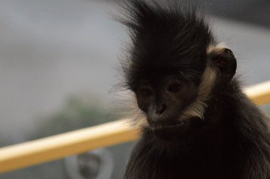 Francois Langur maymun
