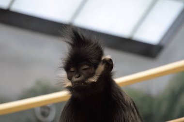 Francois Langur maymun
