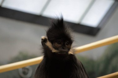 Francois Langur maymun