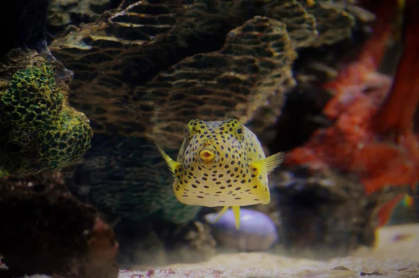 Kastenfische schwimmen in einem Becken — Stockfoto